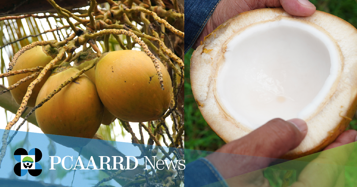 DOST-PCAARRD, PCA report initial yield performance of 4 new coconut hybrids